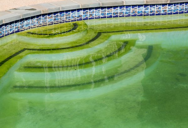 Cost of Pool Deck Algae Removal in Athens